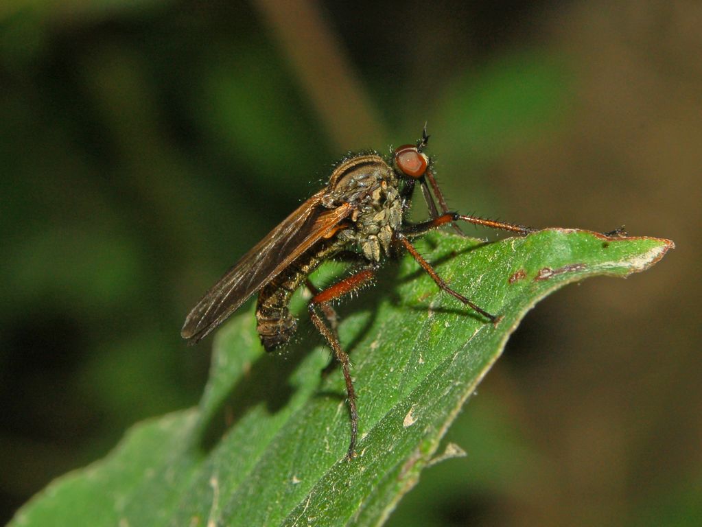 Empis sp. (Empididae)